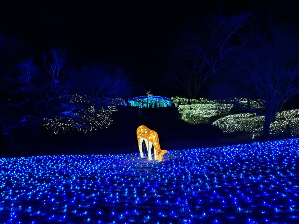 奈良公園・なら瑠璃絵①（2026,2,9）