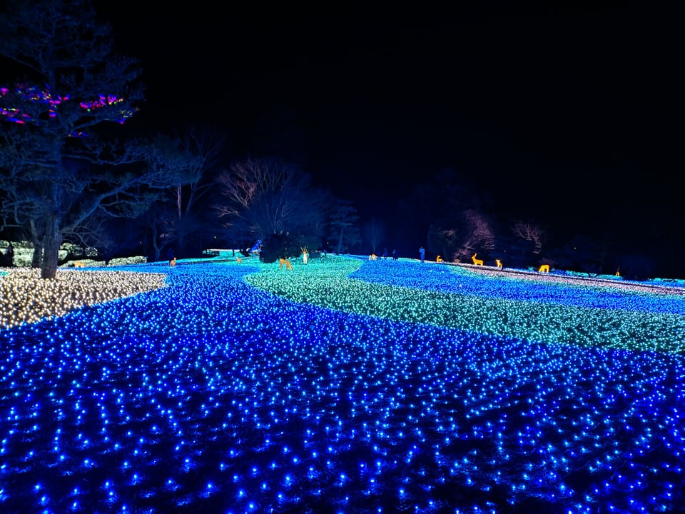 奈良公園・なら瑠璃絵④（2026,2,9）