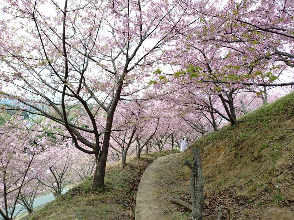 明日香村・河津桜の丘①（2026,3,2撮影）