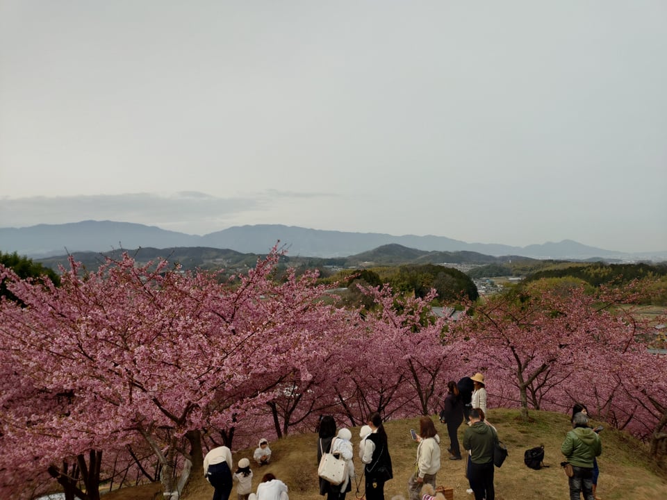 明日香村・河津桜の丘④（2026,3,2撮影）