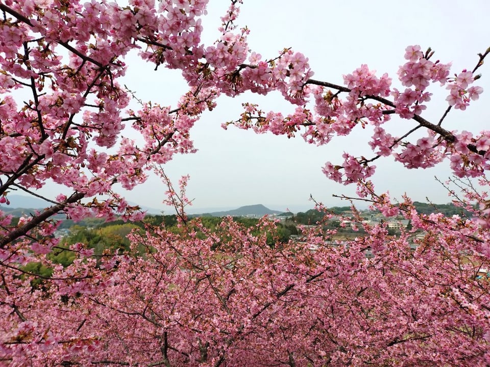 明日香村・河津桜の丘③（2026,3,2撮影）