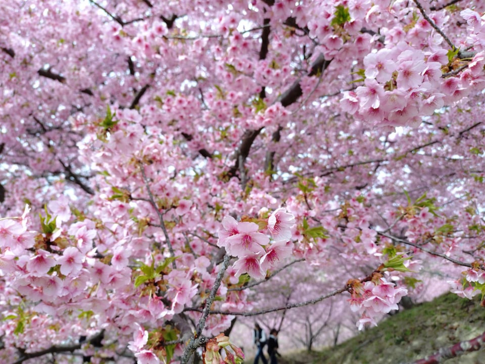 明日香村・河津桜の丘②（2026,3,2撮影）