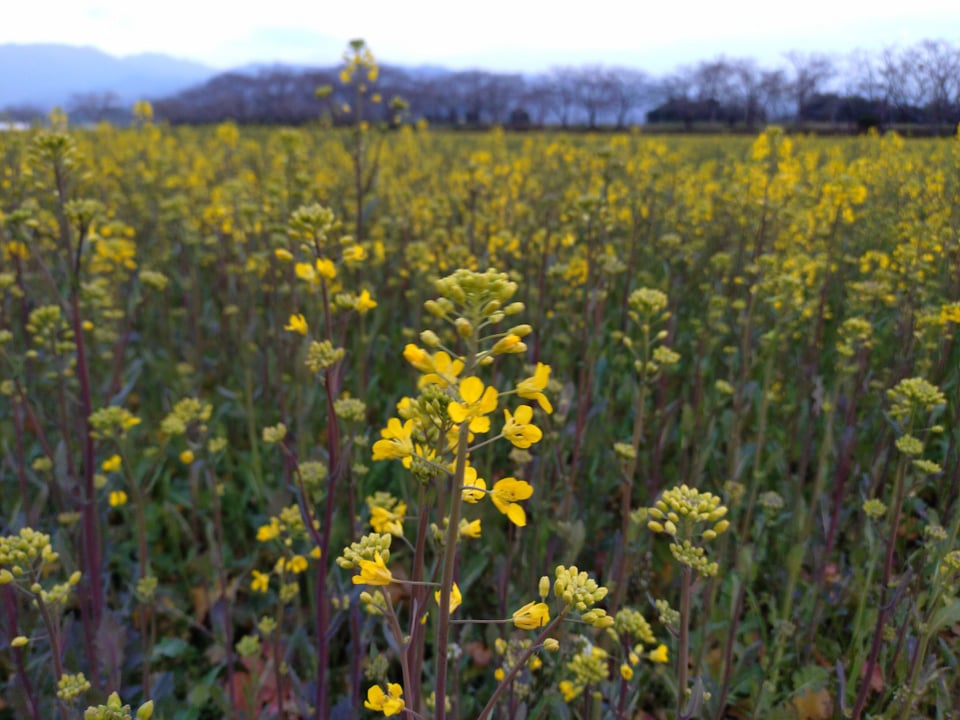 藤原宮跡・菜の花は5分咲き（2026,3,19撮影）