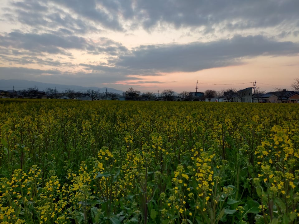 藤原宮跡・菜の花畑と夕暮れ空（2026,3,19撮影）