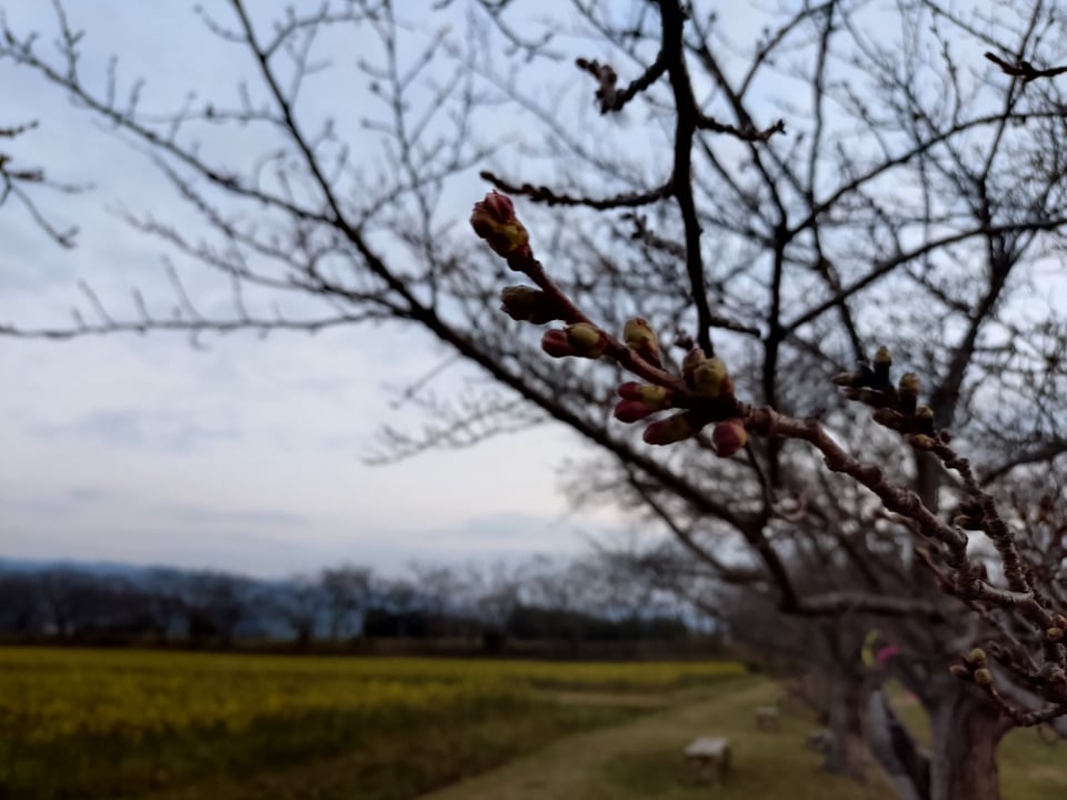 藤原宮跡・桜のつぼみはもうすぐ！（2026,3,19撮影）