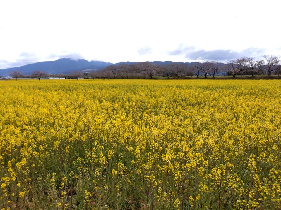藤原宮跡・菜の花の様子