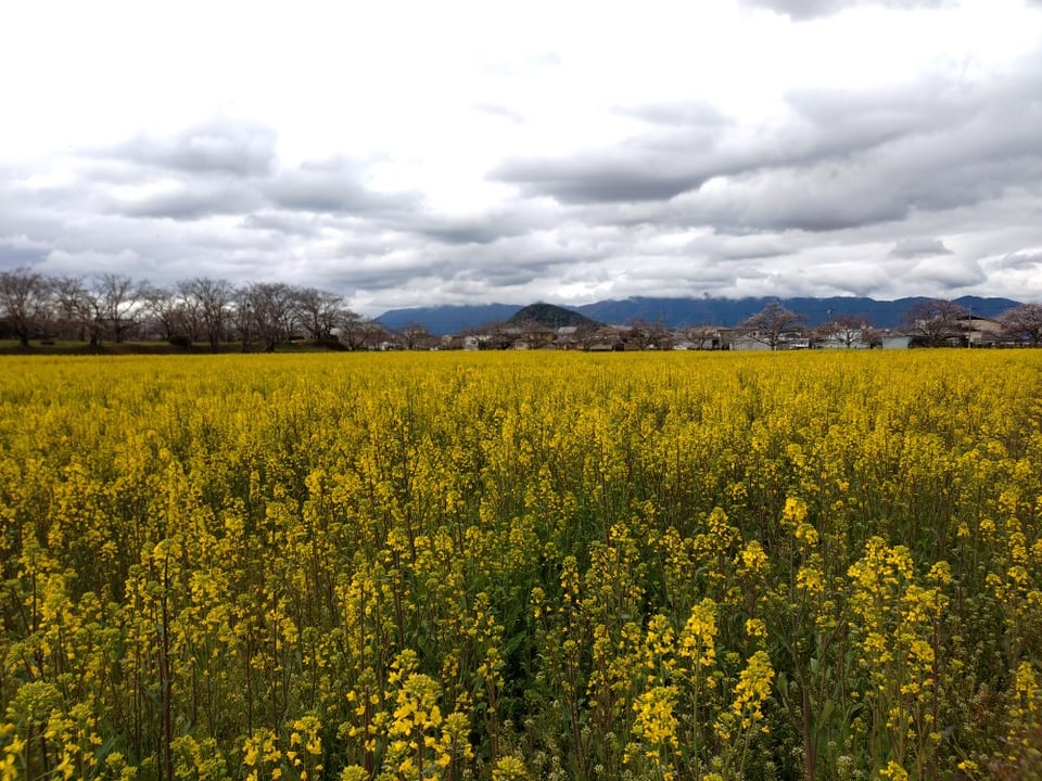 藤原宮跡・菜の花と畝傍山