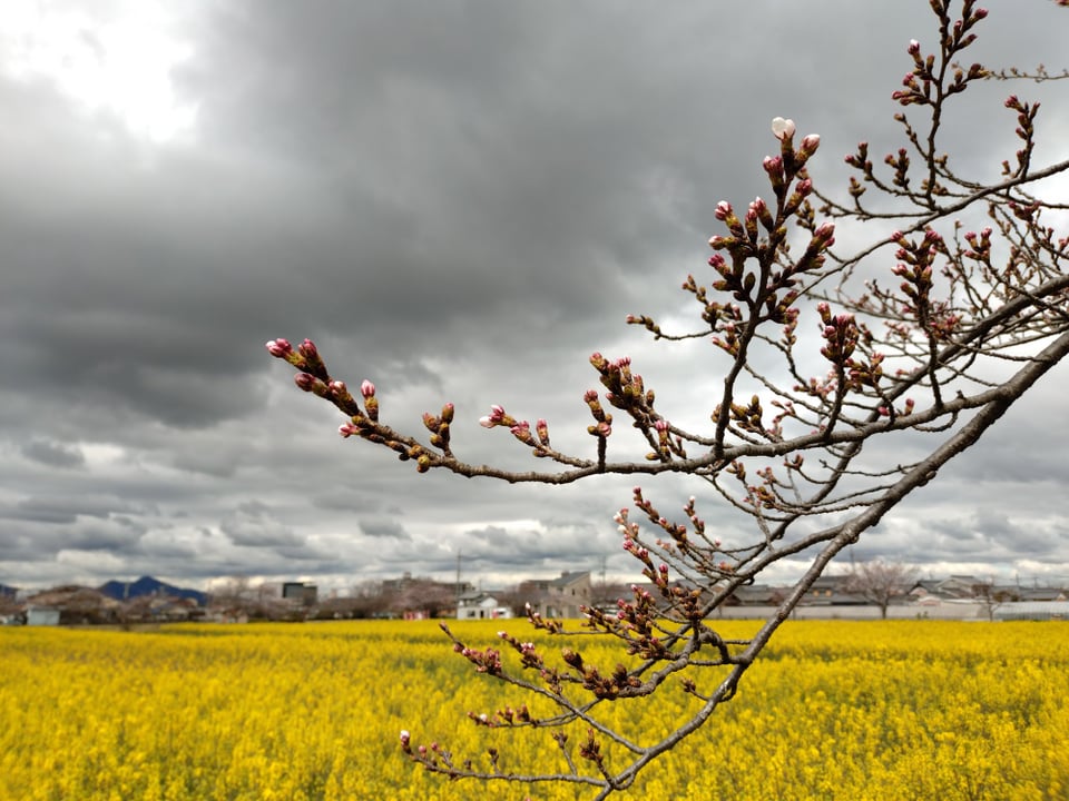 藤原宮跡・桜の様子④