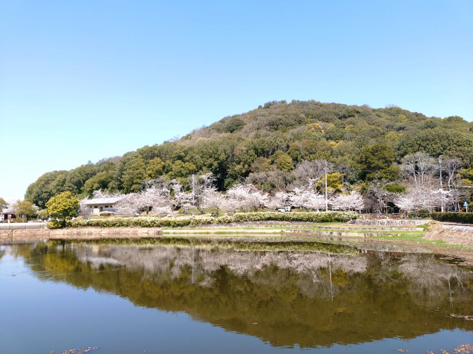 耳成山公園の桜⑤（2026,4,3撮影）