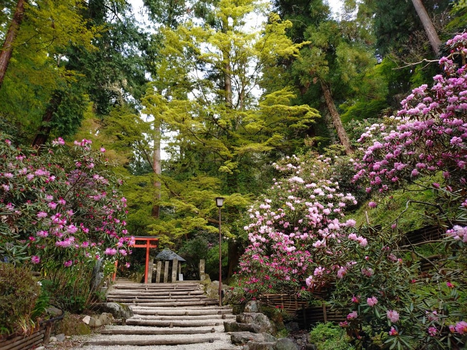 岡寺・石楠花（2026,4,12）