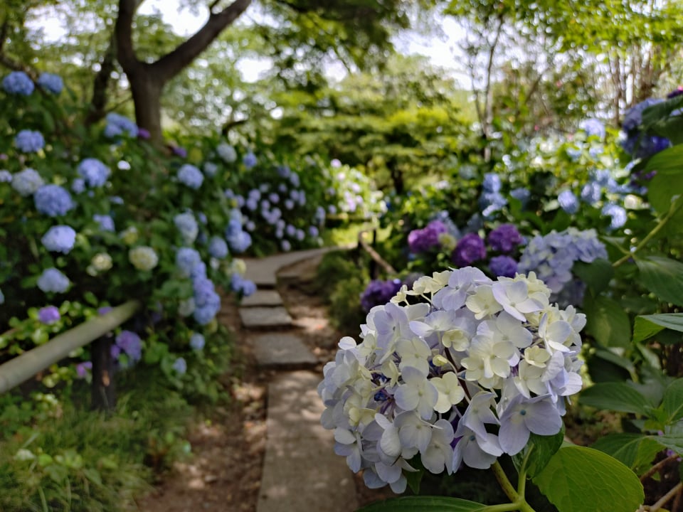 矢田寺・あじさい②（2026,6,17）