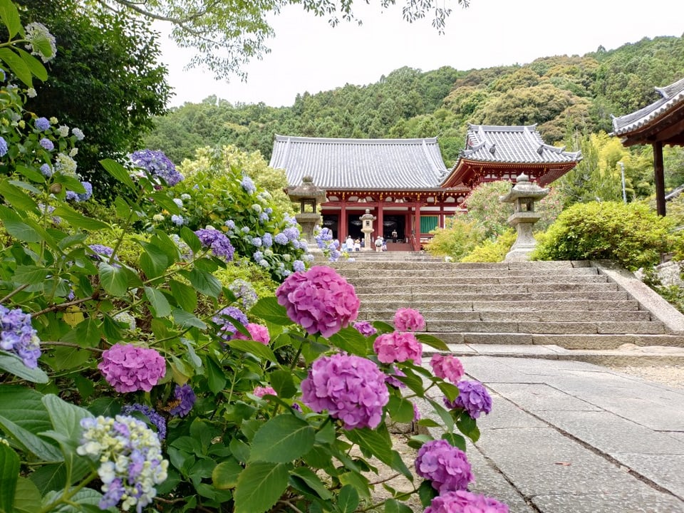 矢田寺・あじさい①（2026,6,17）