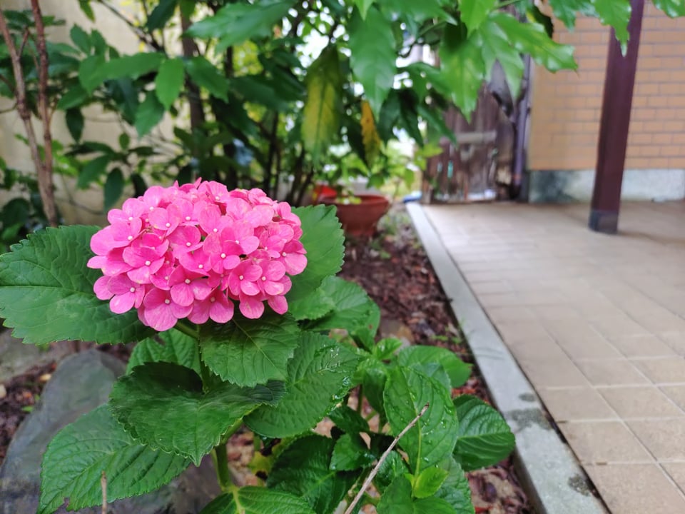 ゲストハウスはじまり・今年2度目の花が咲いているアジサイ