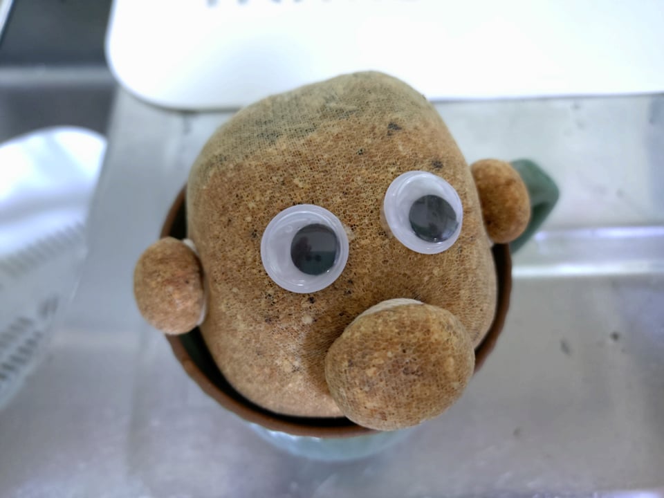 リピーターさんからいただいた「のびのびーくん」。8/28の様子。