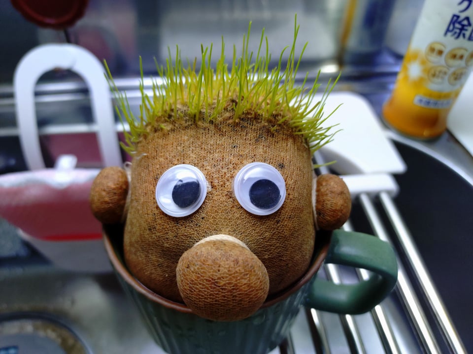 のびのびーくん、9/1の様子。気づいたら少し草が生えてました。