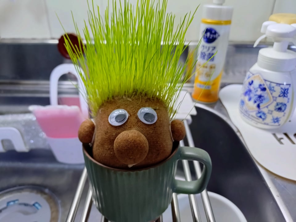 のびのびーくん、9/3の様子。一気に生えたのでこの後少し切りました。