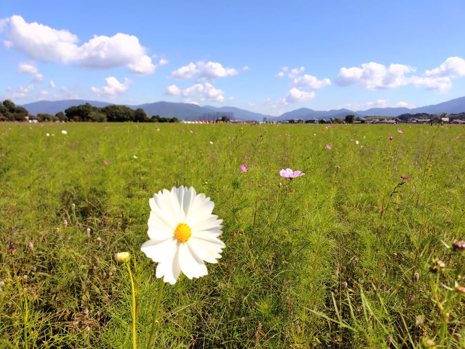 北エリア・背後に見えるのは大極殿跡