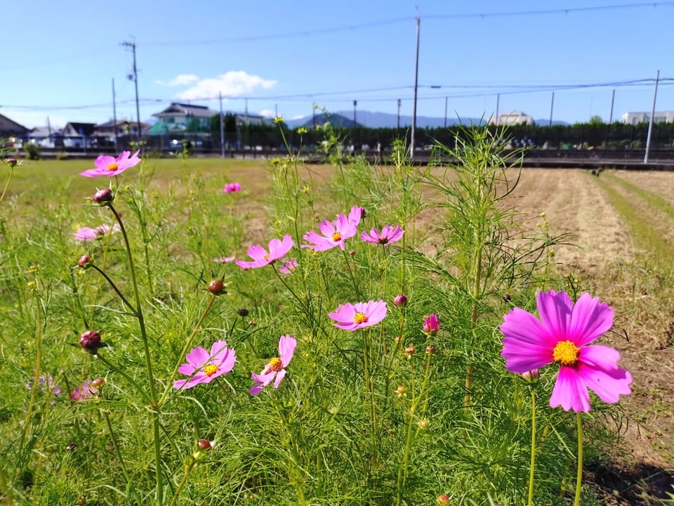 北エリア・背後に見えるのは畝傍山