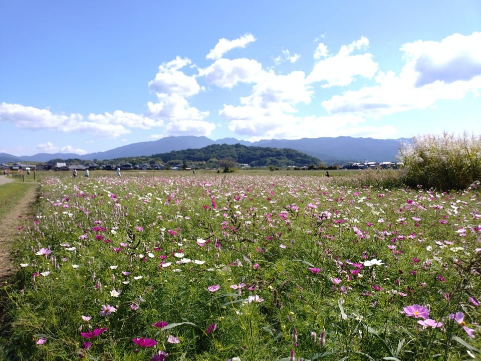 南エリア・背後に見えるのは香久山