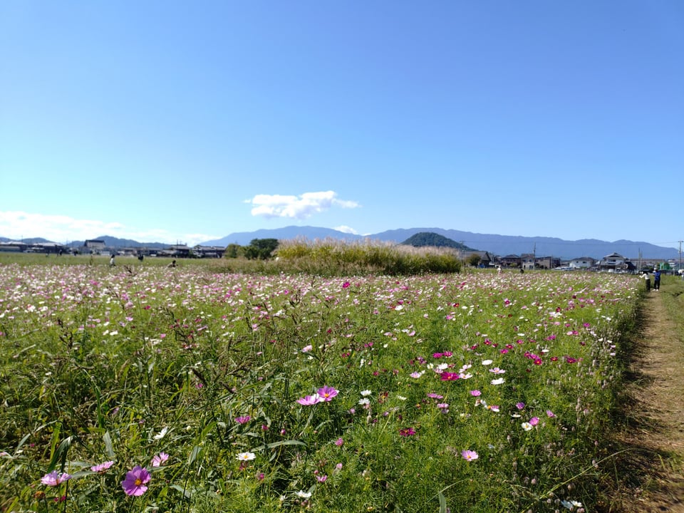 南エリア・背後に見えるのは畝傍山