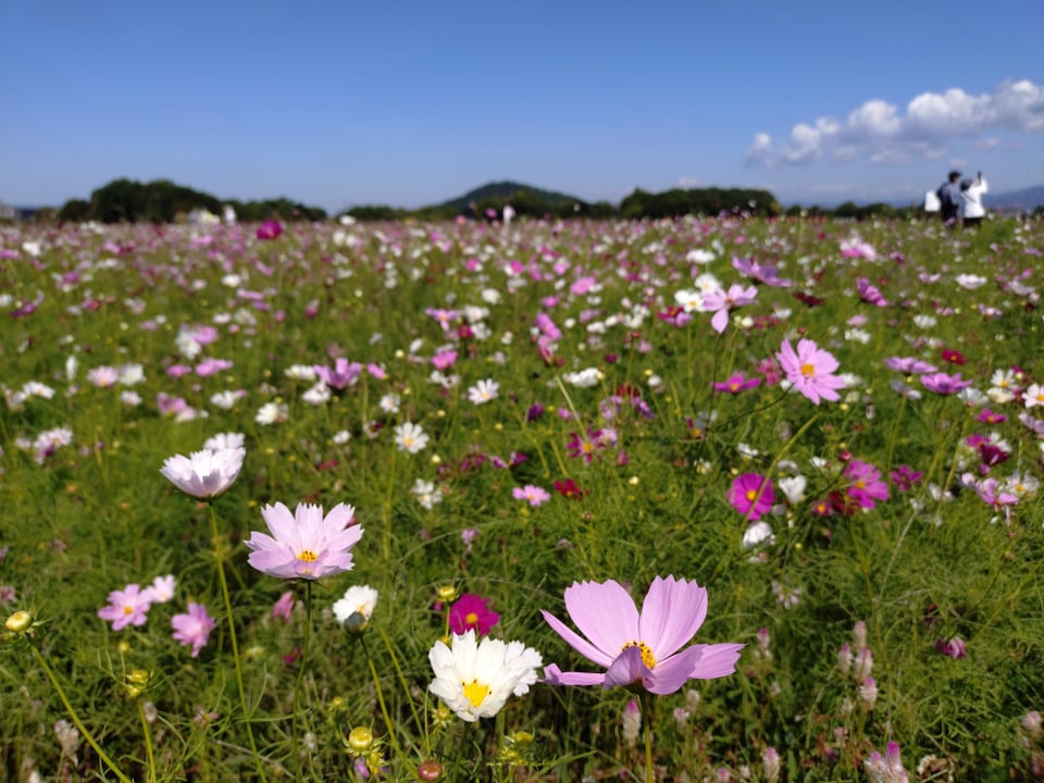 様々な種類の秋桜が咲いております。
