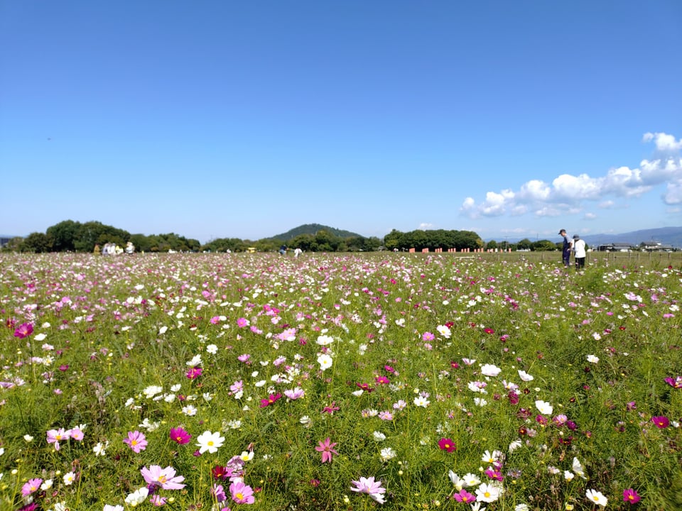 南エリア・背後に見えるのは耳成山