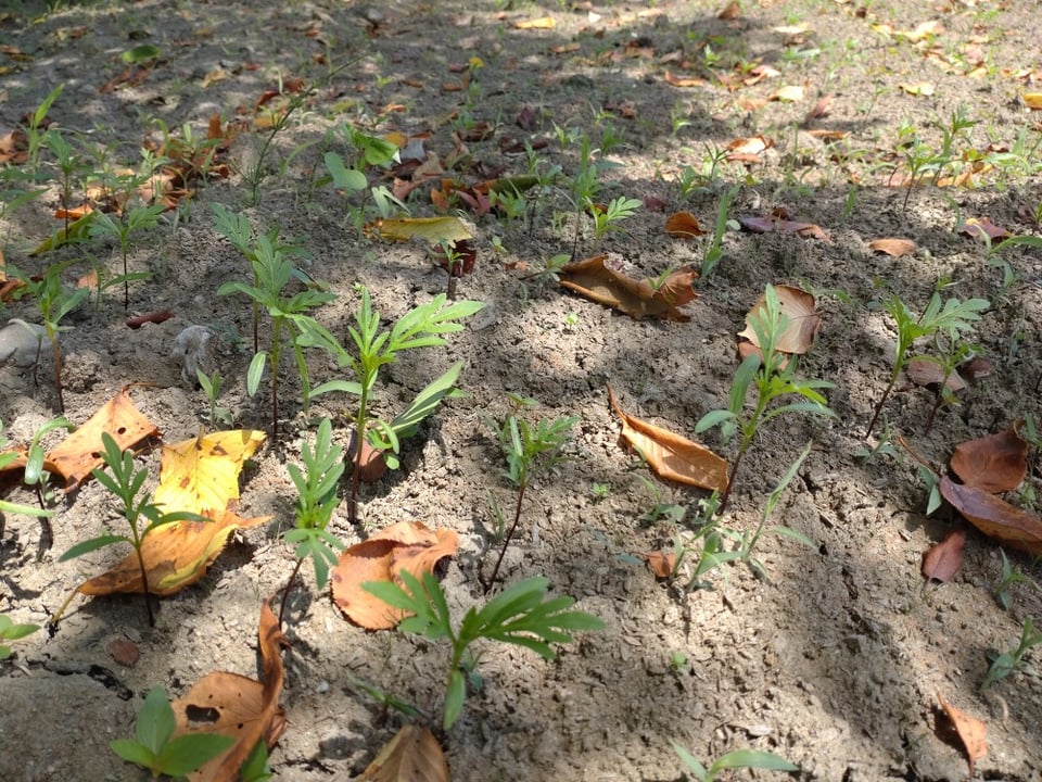 キバナコスモス園・芽が出てきたばかり（2024,8,18）