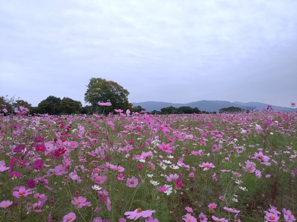 北エリア②