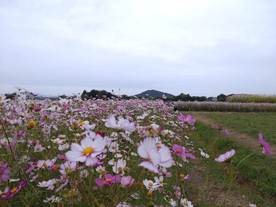 南エリア・耳成山と秋桜