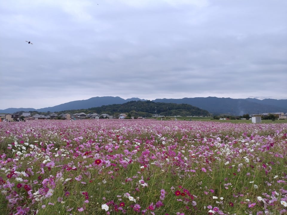 南エリア・香具山と秋桜