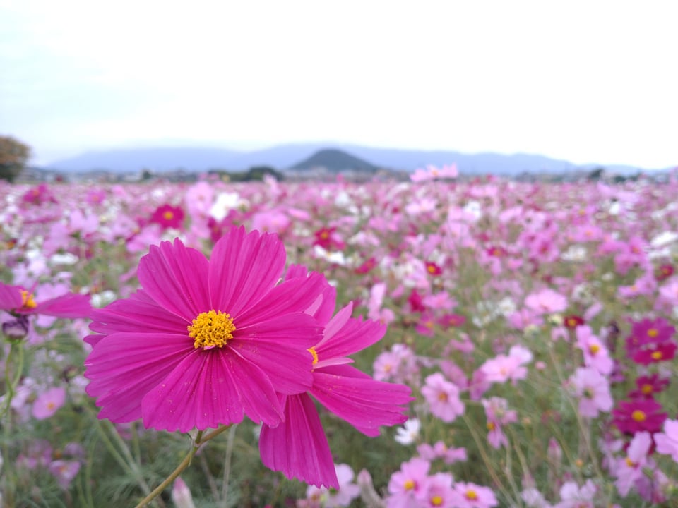 拡大した秋桜と畝傍山