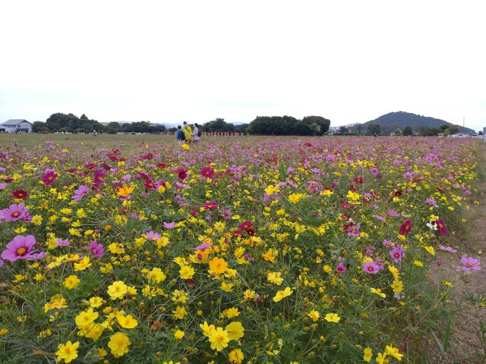 朝堂院東ゾーンの黄色い秋桜