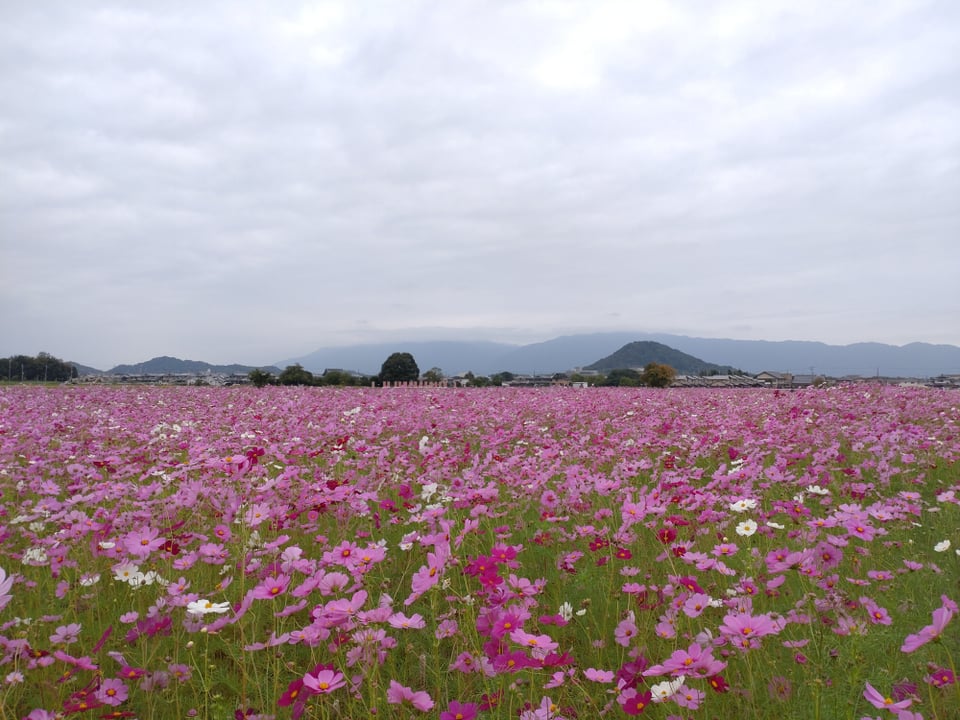 南エリア・畝傍山と秋桜