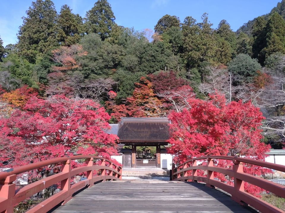 室生寺太鼓橋の紅葉（2024,11,27撮影）