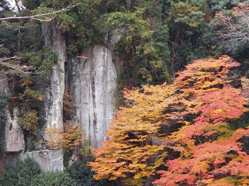 大野寺摩崖仏と紅葉（2024,11,27撮影）