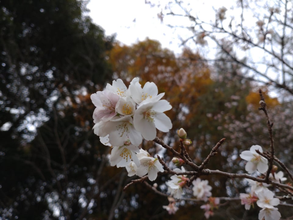 冬桜が咲いておりました！