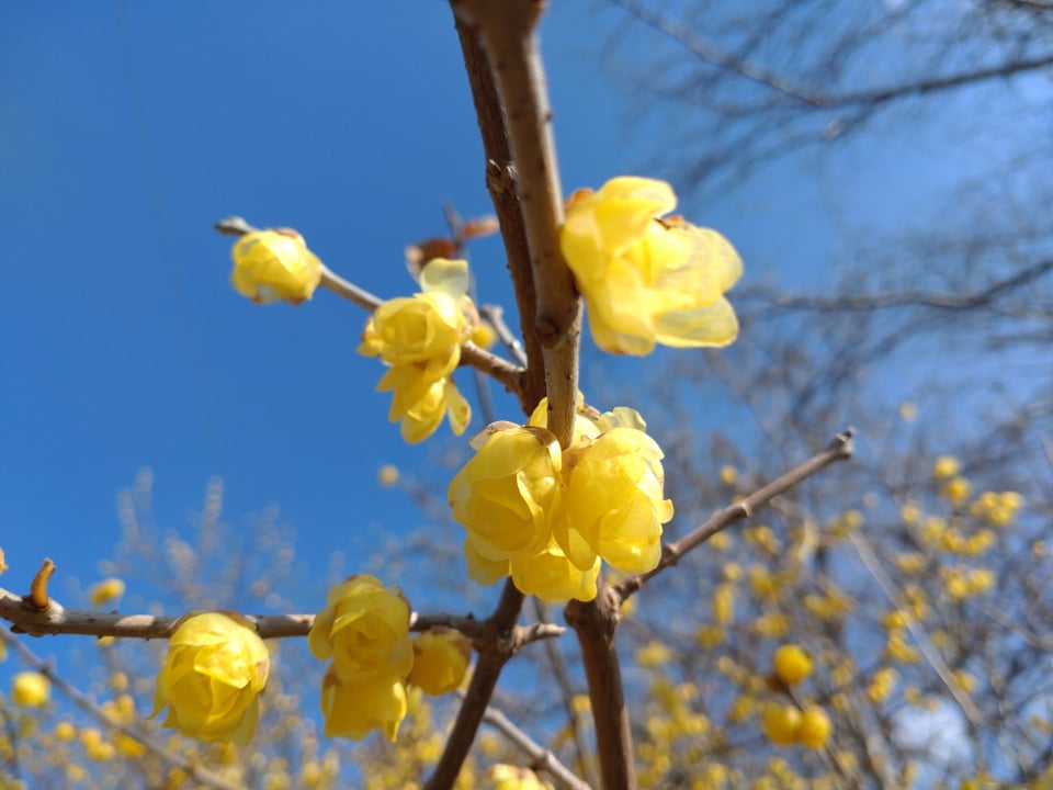 蝋梅は小さく可愛い花、甘い香りがします。