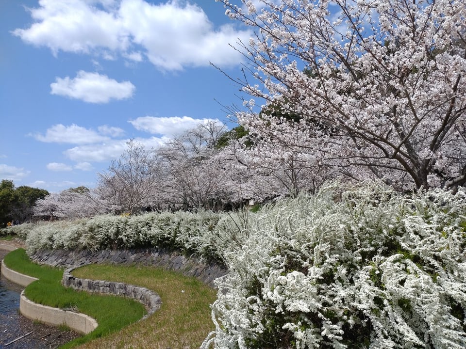 耳成山公園・桜（2025,4）