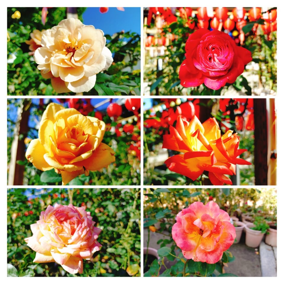 おふさ観音・バラと提灯まつり⑤（2025,11,10）